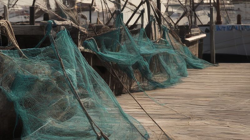 Криза рибної промисловості в Іспанії: споживання впало на 32,5%