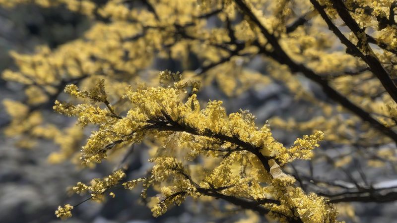 Спека та пилок підвищують ризик для алергіків на шляхах до Рокіо