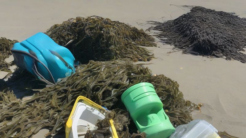 У місті Агілас розпочнуть прибирання залишків морської рослинності