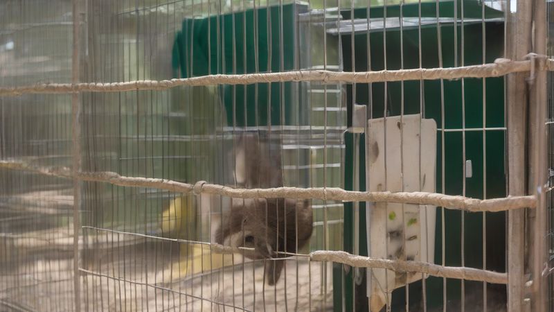 У притулку для диких тварин у Мадриді опікуються 50 тисячами тварин