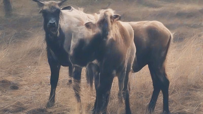 В Іспанії планують розширити територію ярмарку