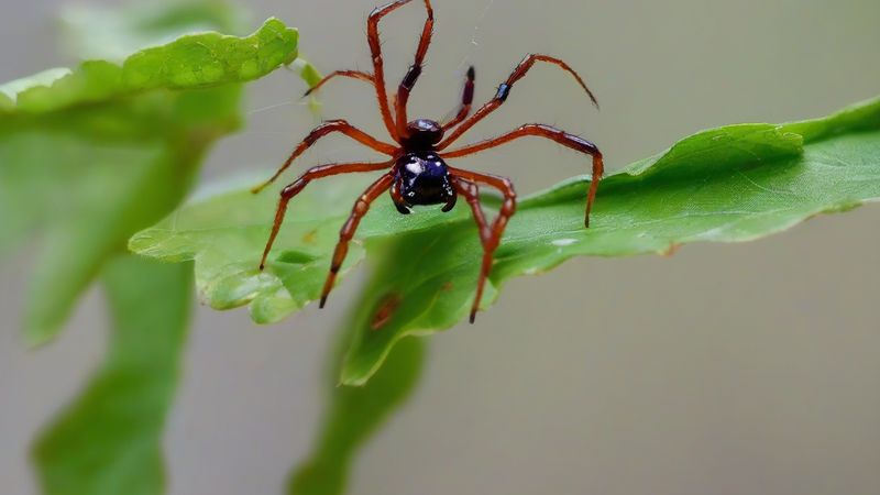 Відкрита нова вид павука, що імітує мурах
