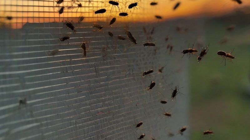 Як позбутися від ос на вікнах та жалюзі влітку